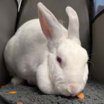 Thumbnail photo of Snowball #1