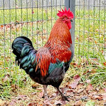 Thumbnail photo of Bucky #1