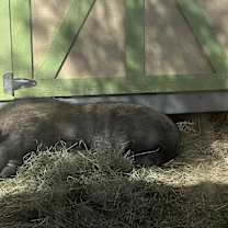 Thumbnail photo of Bobbin #3