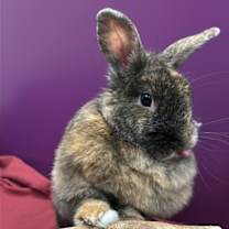 Thumbnail photo of Mikasa #3