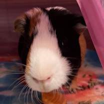 Thumbnail photo of Appa #3