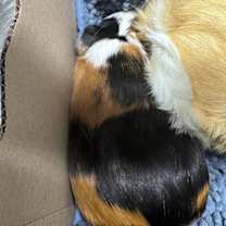 Thumbnail photo of Appa #4