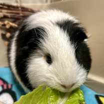 Thumbnail photo of Rooster #4