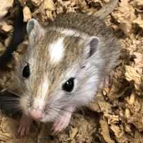 Thumbnail photo of Pearl #1