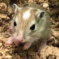 Thumbnail photo of Pearl #3