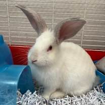 Thumbnail photo of Tumbleweed #2