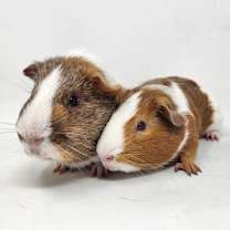 Thumbnail photo of Dinky #3