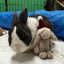 Thumbnail photo of Piper #3