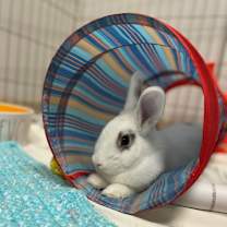 Thumbnail photo of Kit #2