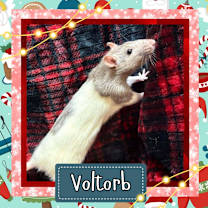 Thumbnail photo of Voltorb #1