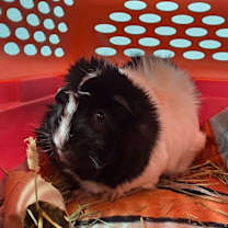 Thumbnail photo of Yoohoo #1