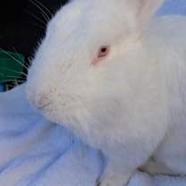 Thumbnail photo of Gandalf #2