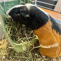 Thumbnail photo of Nut #2