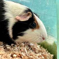 Thumbnail photo of Nut #3