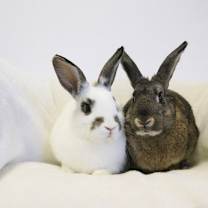 Thumbnail photo of Denali #1