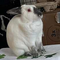 Thumbnail photo of Jax #2