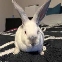 Thumbnail photo of Jax #4