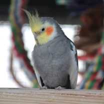 Thumbnail photo of Kanobi #2