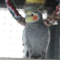 Thumbnail photo of Tyr #1