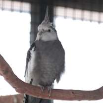 Thumbnail photo of Hermod #1