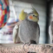 Thumbnail photo of Frigs #1