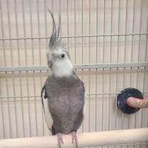 Thumbnail photo of Hermod #2