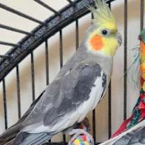 Thumbnail photo of Tyr #2