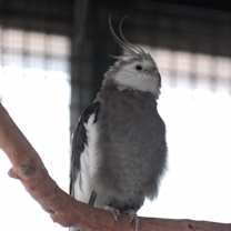 Thumbnail photo of Hermod #3