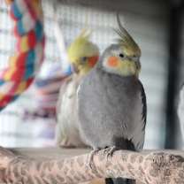 Thumbnail photo of Frigs #3