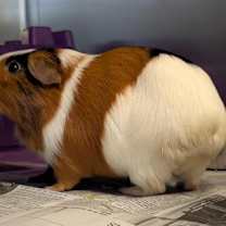 Thumbnail photo of Daisy #1