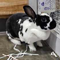 Thumbnail photo of Miss Oreo #1