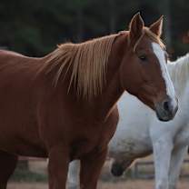 Thumbnail photo of Autumn #1