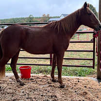 Thumbnail photo of Autumn #4