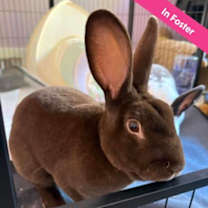 Thumbnail photo of Hershey Kiss #1