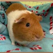 Thumbnail photo of Rylee(bonded With Cire And Nyx) #2