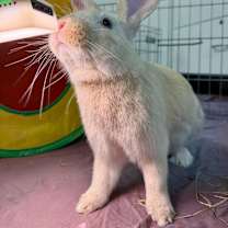 Thumbnail photo of Fire Prince #1