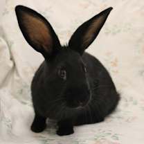 Thumbnail photo of Flippy #1