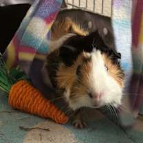 Thumbnail photo of Matcha #3