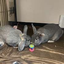 Thumbnail photo of Bean Sprout #1