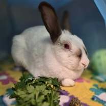 Thumbnail photo of Soymilk Latte #2