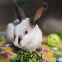 Thumbnail photo of Soymilk Latte #3