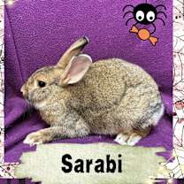 Thumbnail photo of Sarabi #3