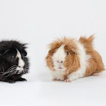 Thumbnail photo of Jellybean #2