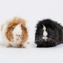 Thumbnail photo of Bonito #1