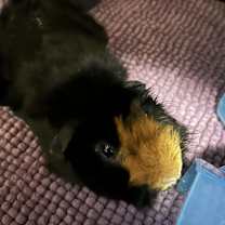 Thumbnail photo of Piggy #2