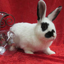 Thumbnail photo of Sharon #1