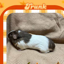 Thumbnail photo of Trunk #3