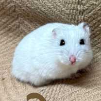 Thumbnail photo of Pearl #2