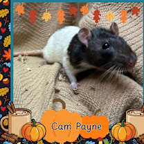 Thumbnail photo of Cam Payne #2