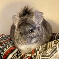 Thumbnail photo of JoJo #1